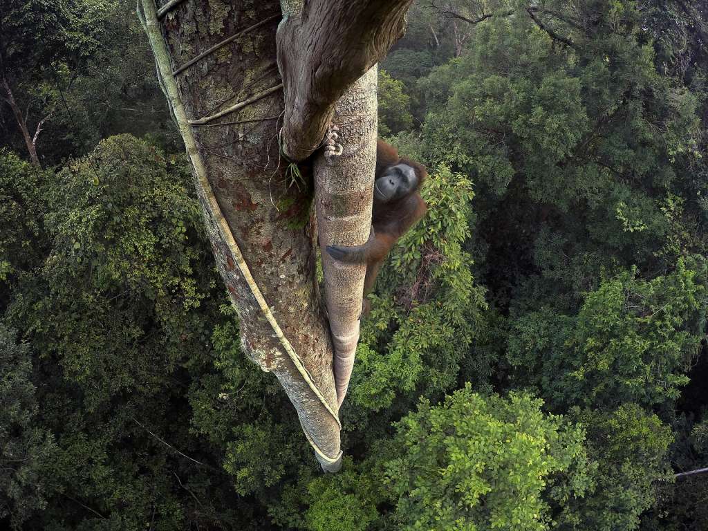 Orangután de Borneo Kalimantan, Borneo (Indonesia) Fotógrafo Tim Laman
