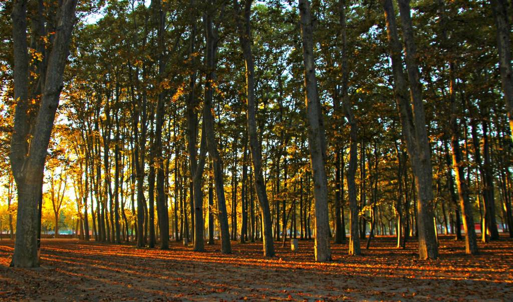 Parc de la Devesa en otoño. Foto Maria CR - Flickr