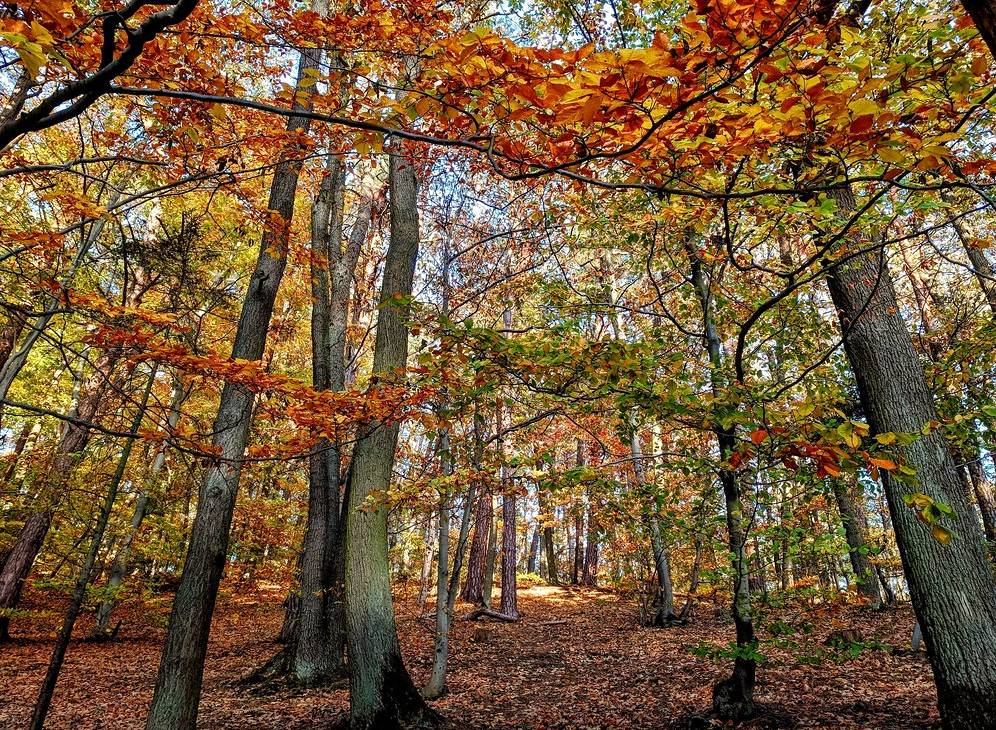 Los bosques de Sopot en ocres y marrones. Foto: Elnina99-Flickr