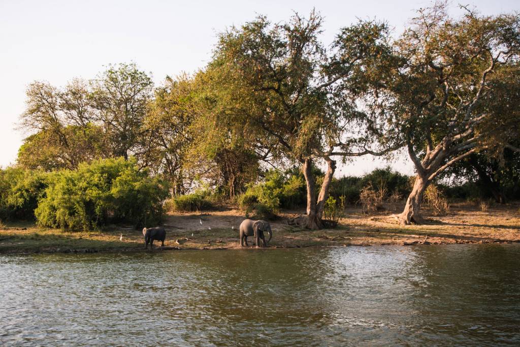 Elefantes en el rio Zambezi. Foto: Rovos Rail
