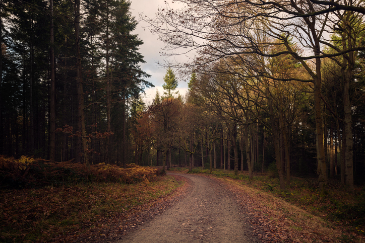 Wyre Forest. Foto Getty Images.