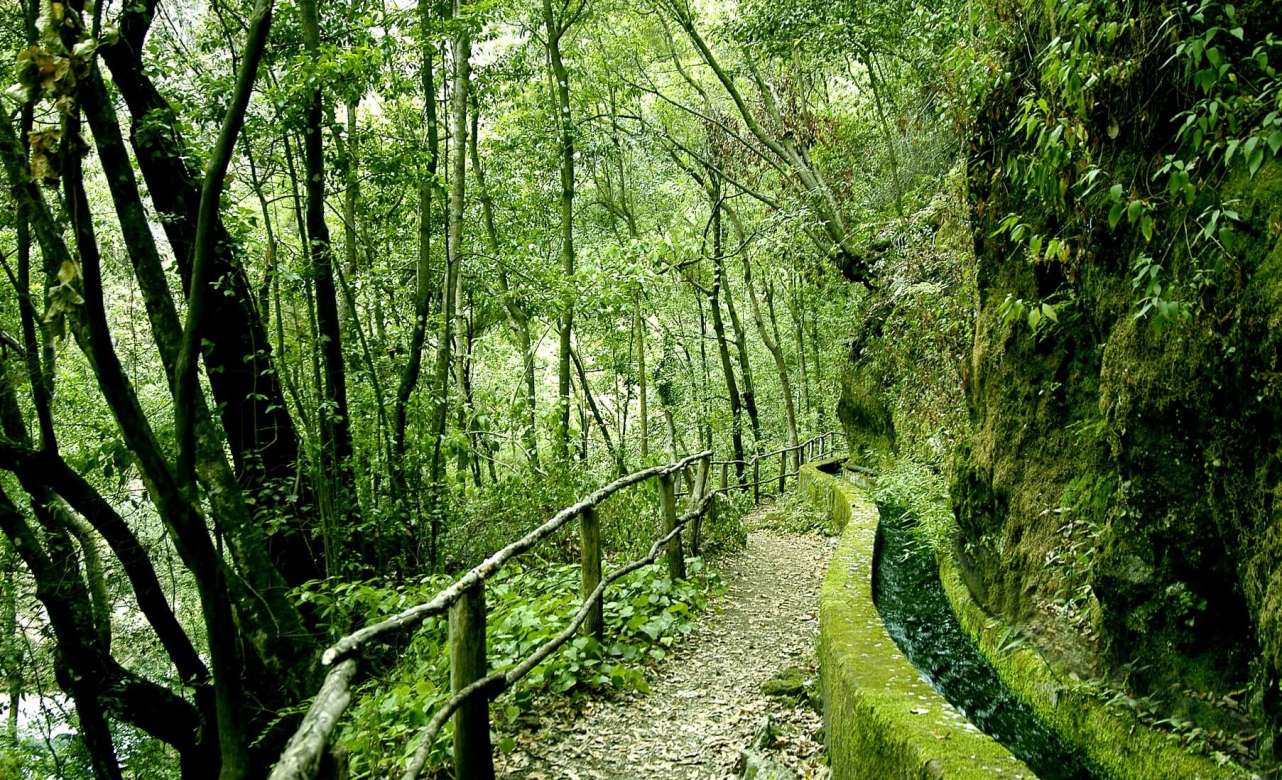 Bosque de Los Tilos, La Palma. Foto: P. Fernández.
