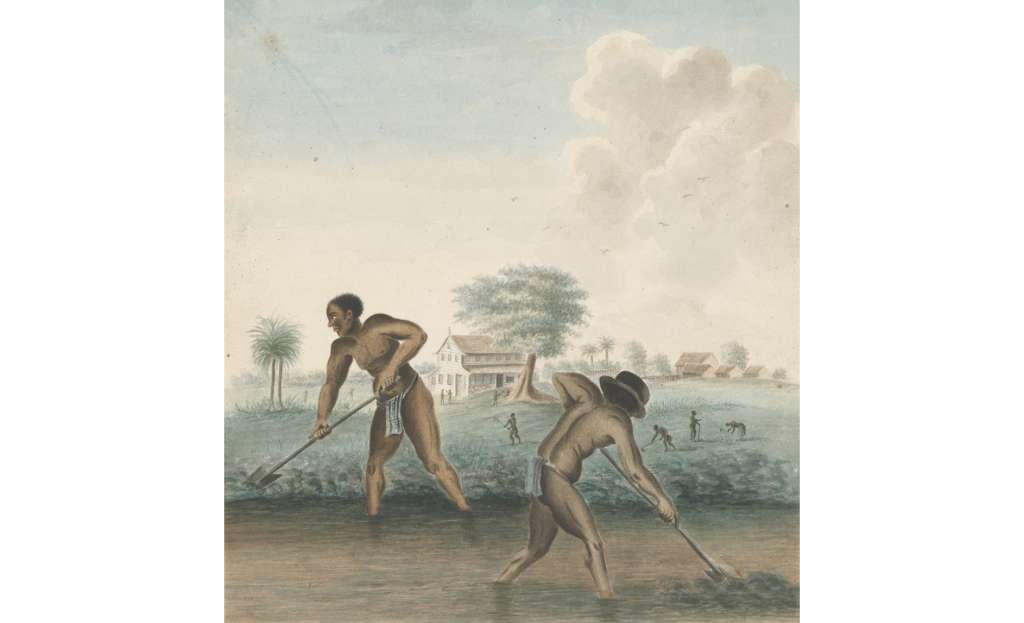 Esclavos trabajando, obra anónima de 1850. Foto Rijksmuseum