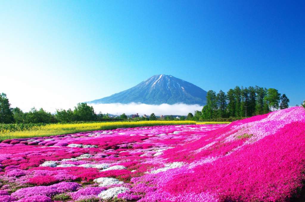 La última tendencia fascinante de Japón es pasarse horas observando musgo