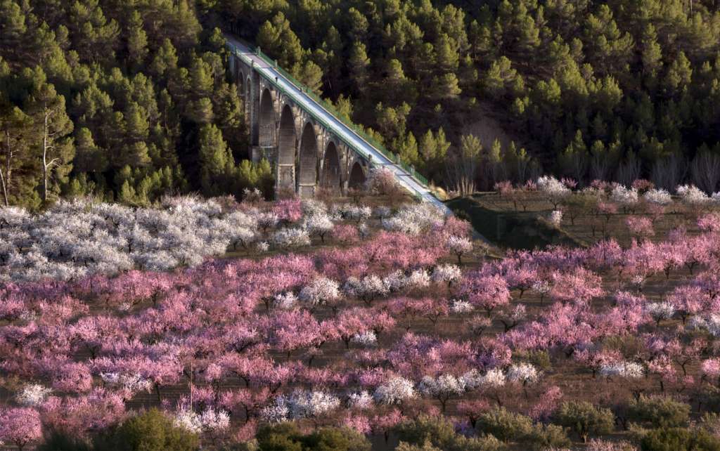 Cerezos entre Alcoy y Valencia. Foto Vías Verdes-Fundación de los Ferrocarriles Españoles