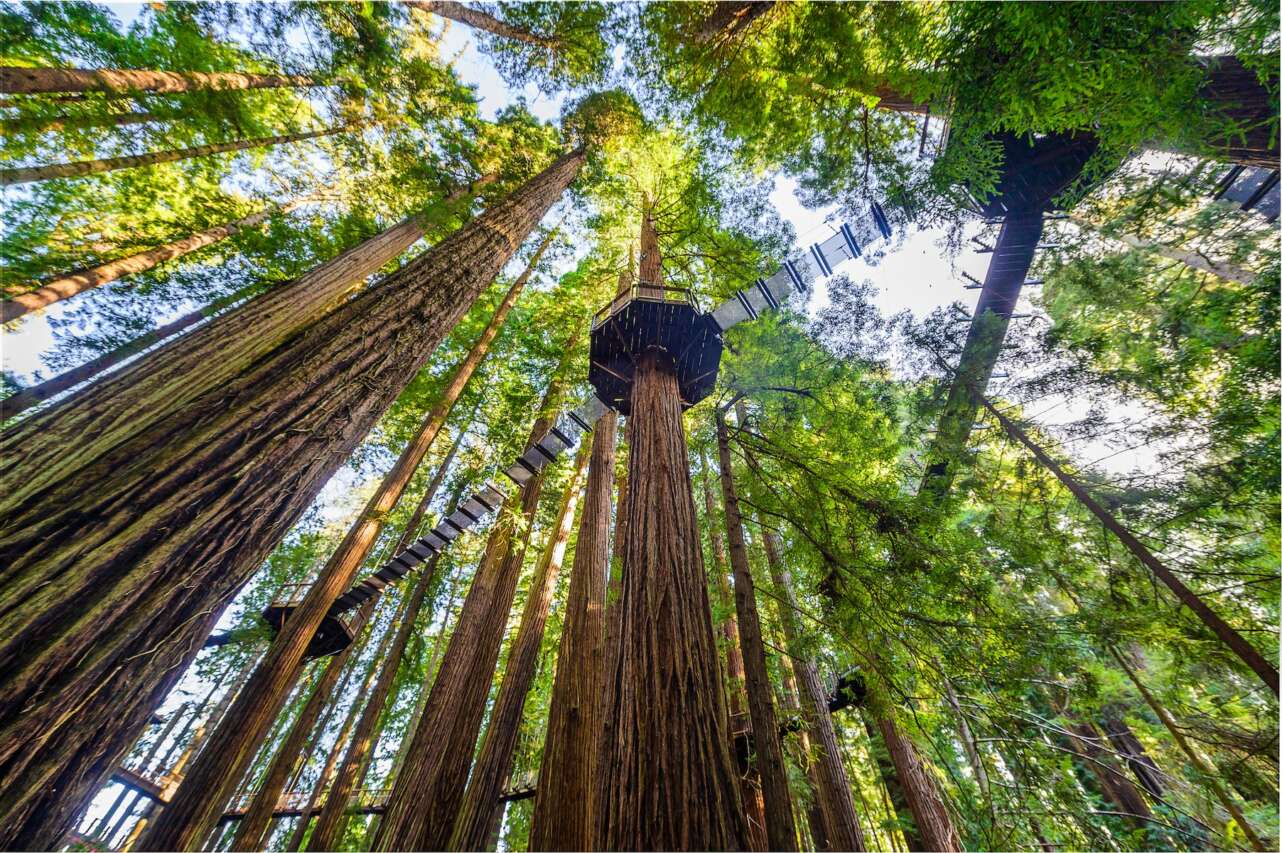 Redwood Skywalk: un paseo entre las copas de los árboles más altos del mundo