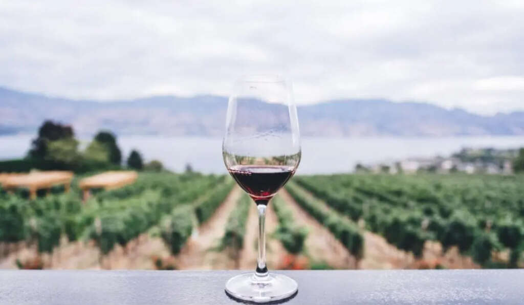 La cata de vinos Sa Clasta en Mallorca