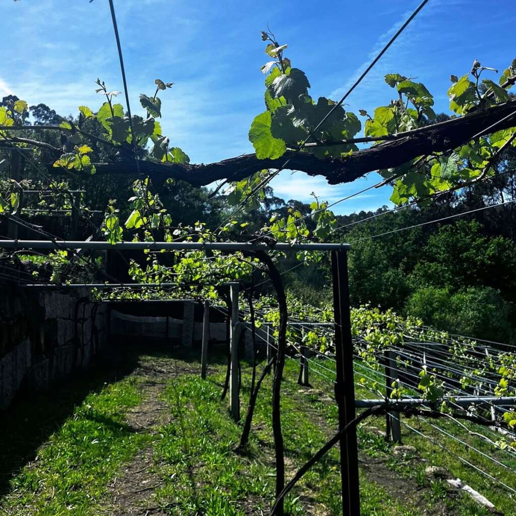 Los viñedos en las Bodegas Vionta
