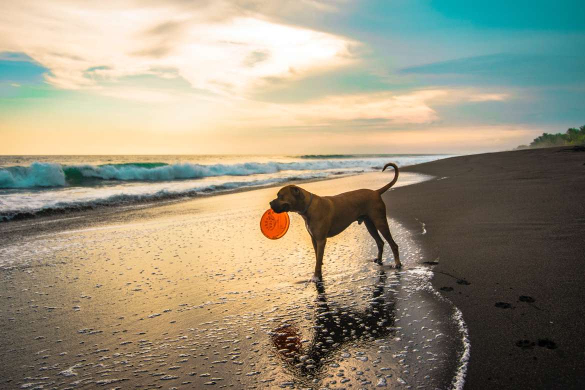 Las mejores playas de y Cantabria para ir con perros - Tendencias Hoy