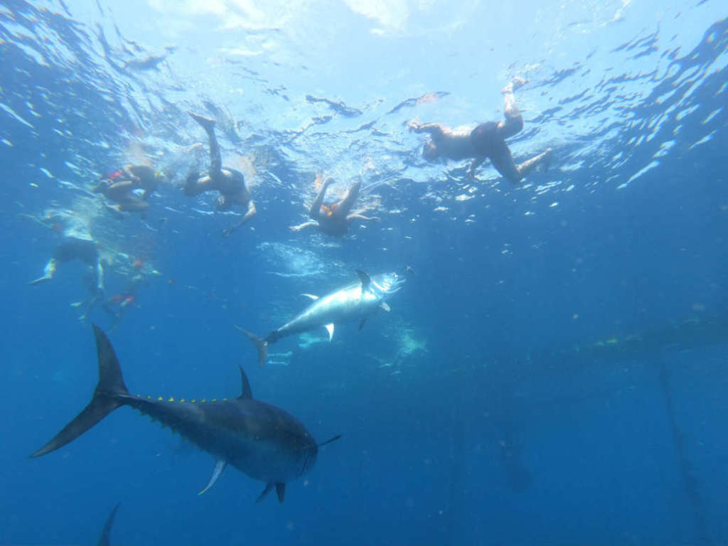 Los atunes se acercan a pocos centimetros. Foto Tuna Tour