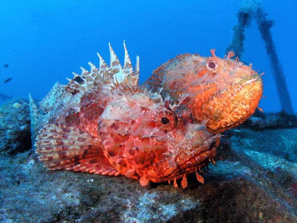 Una pareja de rotjas. Foto Jorge Gimenez Turismo de Formentera