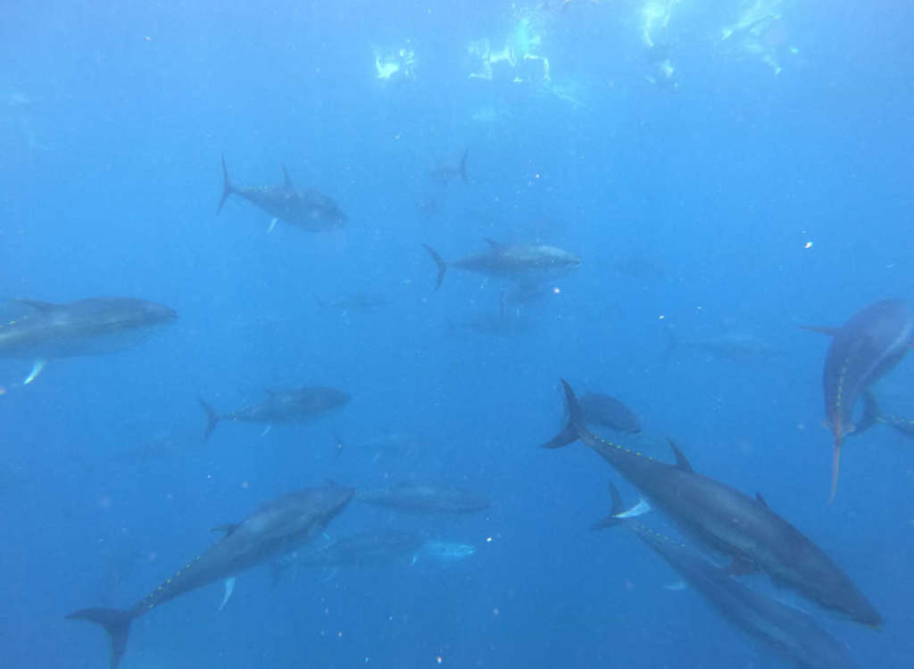 Unos 300 atunes se encuentran en la piscina. Foto Tuna Tour