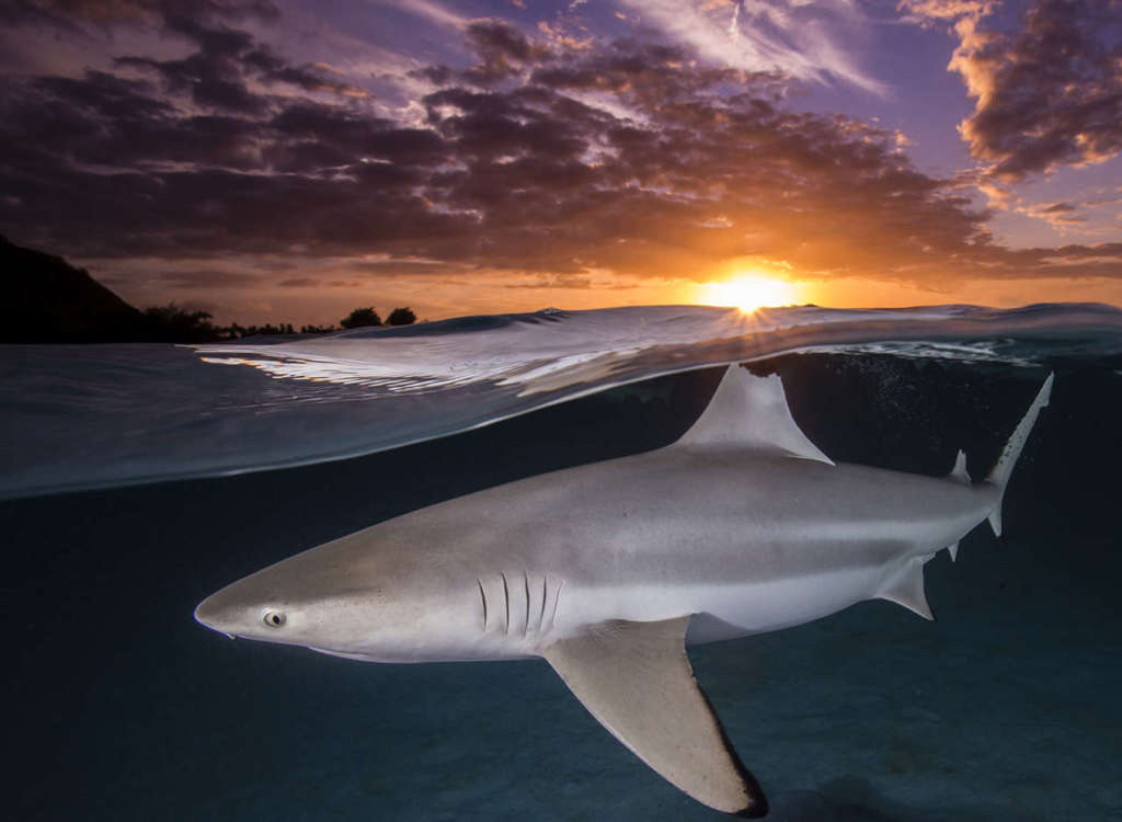 Tiburón en el arrecife. Foto Renee Capozzola