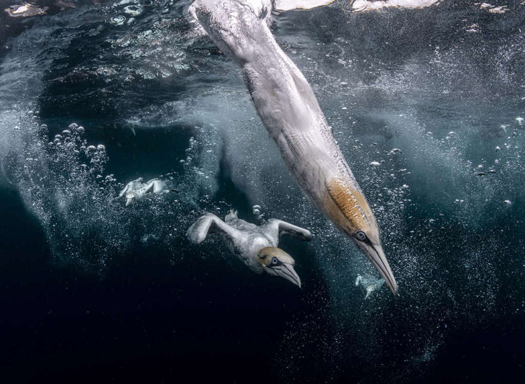 Alcatraces en la pesca. Foto Henley Spiers