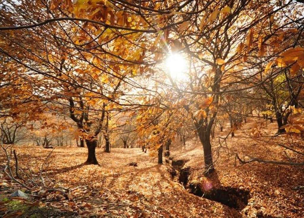 Bosque de Cobre en Málaga