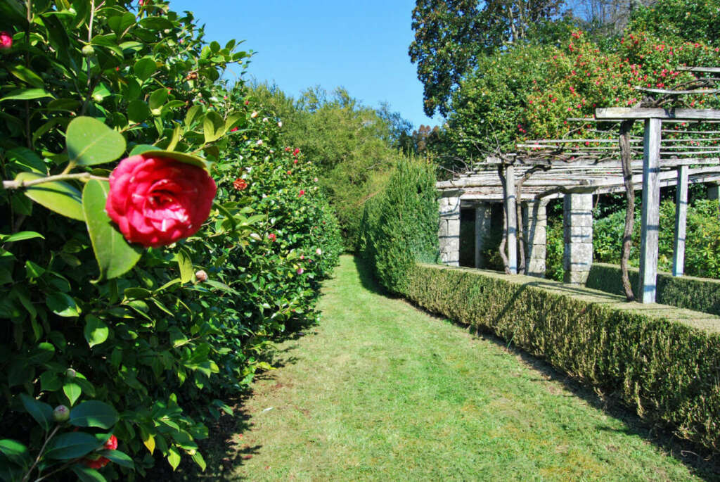 Camelias en el Pazo de Oca