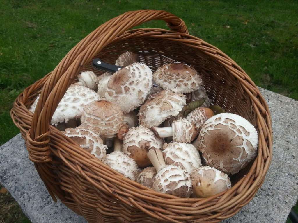 Otoño es tiempo de setas