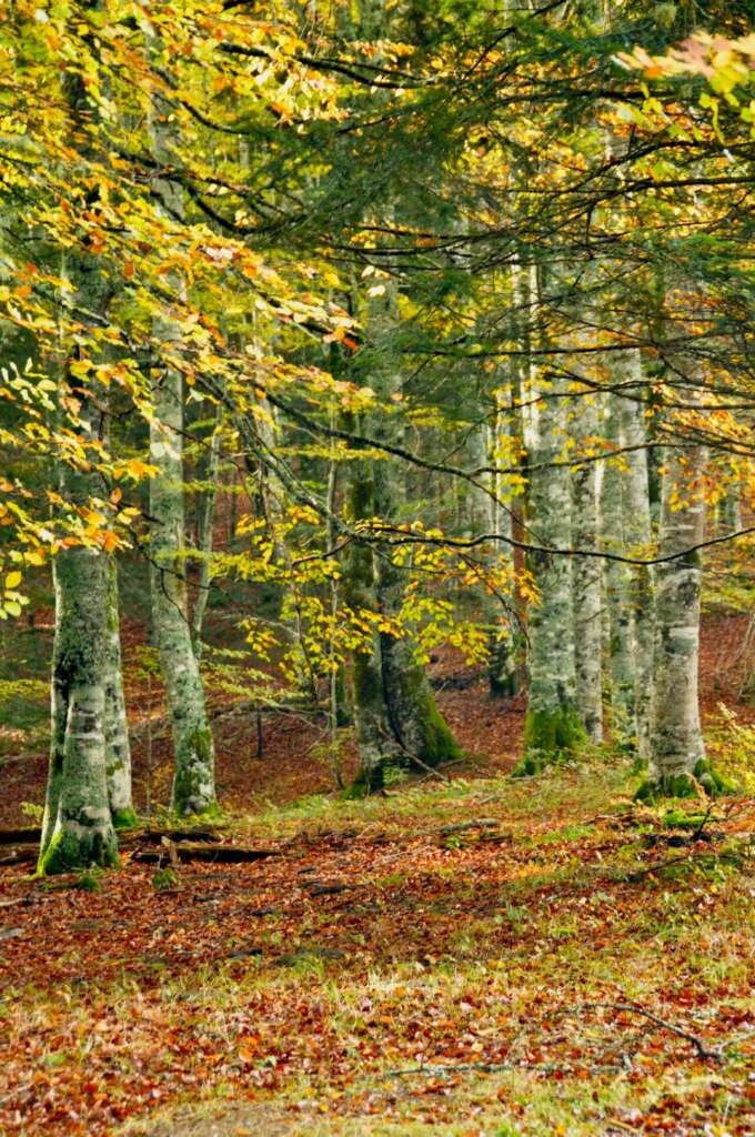 Selva de Irati en otoño