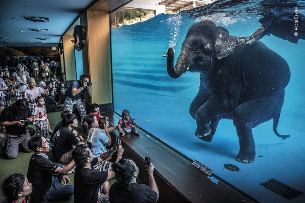 Foto Adam Oswell | Wildlife Photographer of the Year
