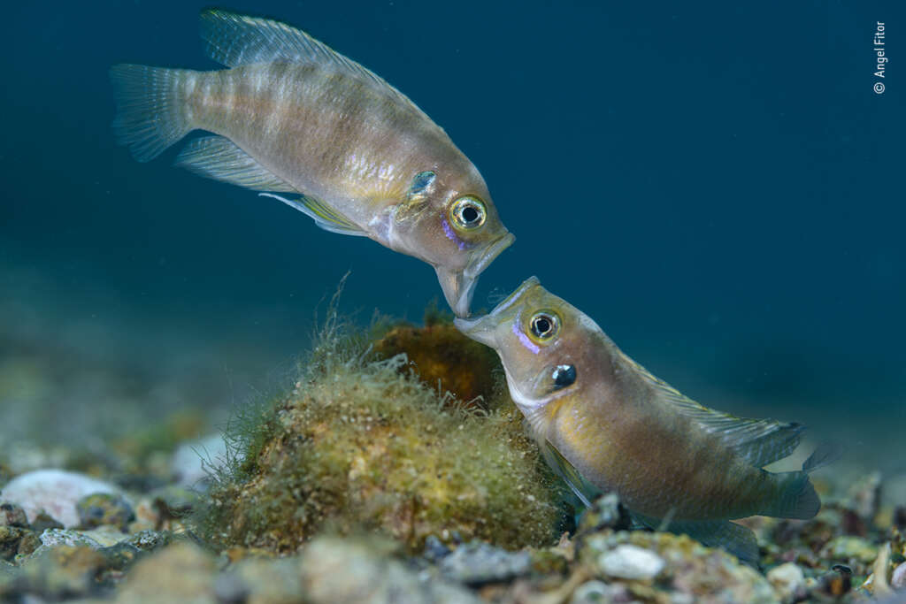 Foto Ángel Fitor | Wildlife Photographer of the Year
