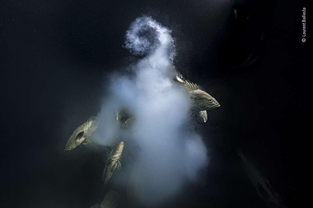 Foto Laurent Ballesta | Wildlife Photographer of the Year