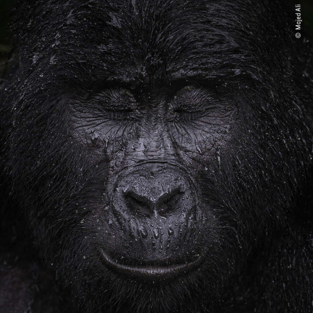 Foto Majed Ali | Wildlife Photographer of the Year