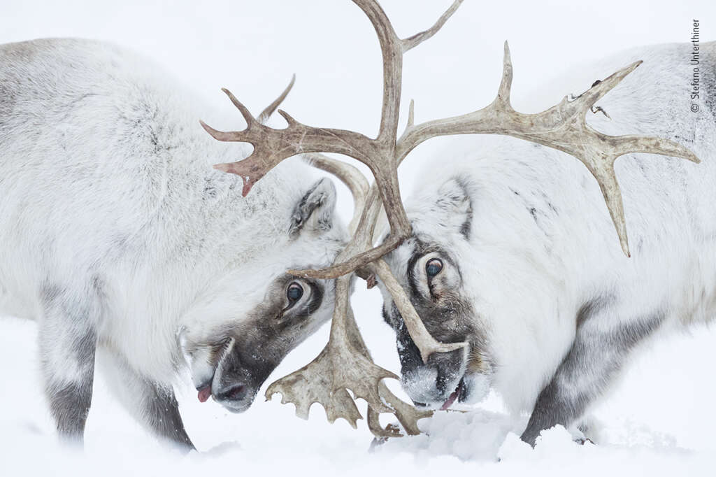 Foto Stefano Unterthiner | Wildlife Photographer of the Year