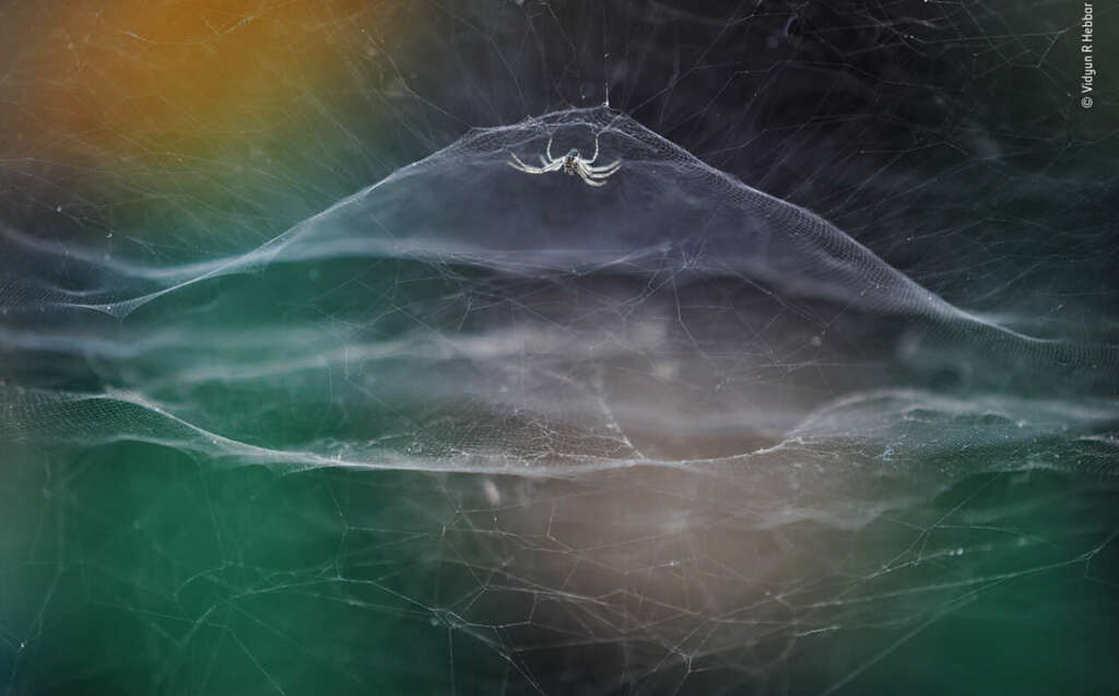 Foto Vidyun Hebbar | Wildlife Photographer of the Year