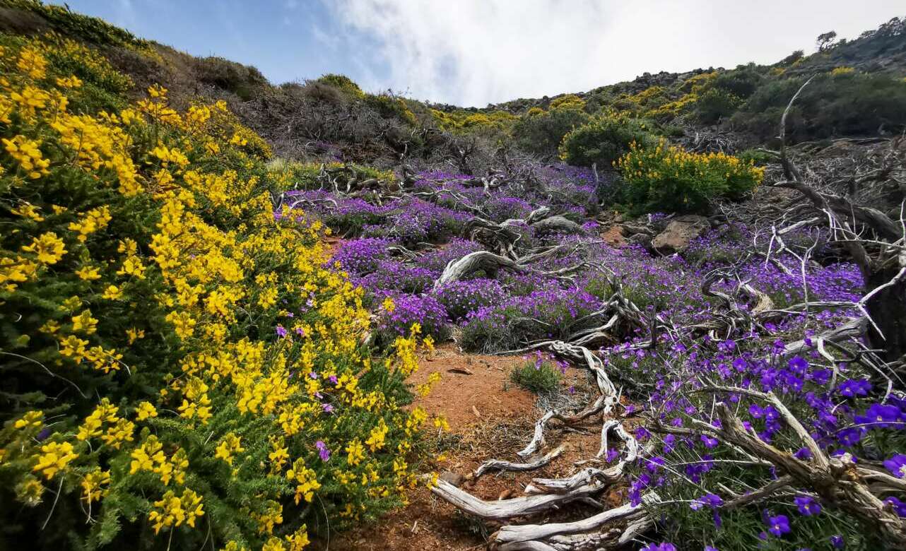 Después del volcán, la primavera vuelve a llenar de colores La Palma - Tendencias Hoy Después del volcán, la primavera vuelve a llenar de colores La Palma - Tendencias Hoy