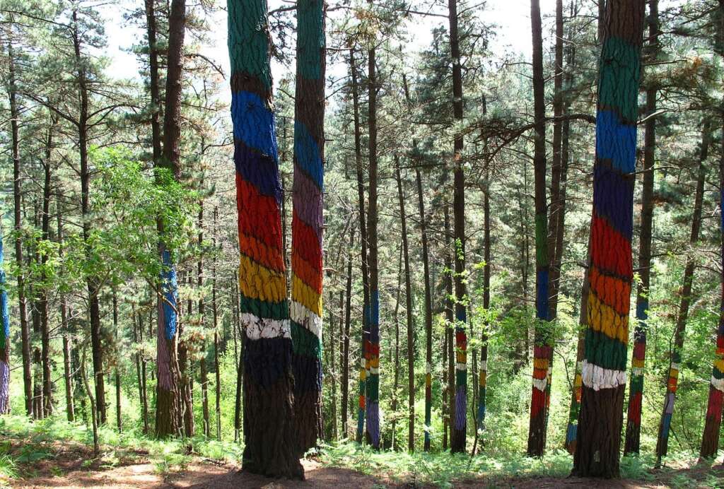 El bosque de Oma