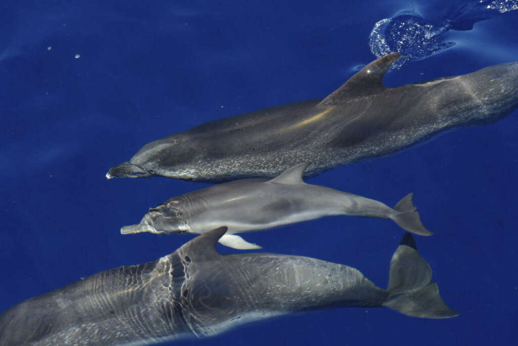 Avistamiento de delfines. Foto José Roca
