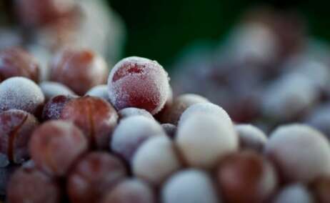 Uvas congeladas con las que se elabora el vino de hielo.