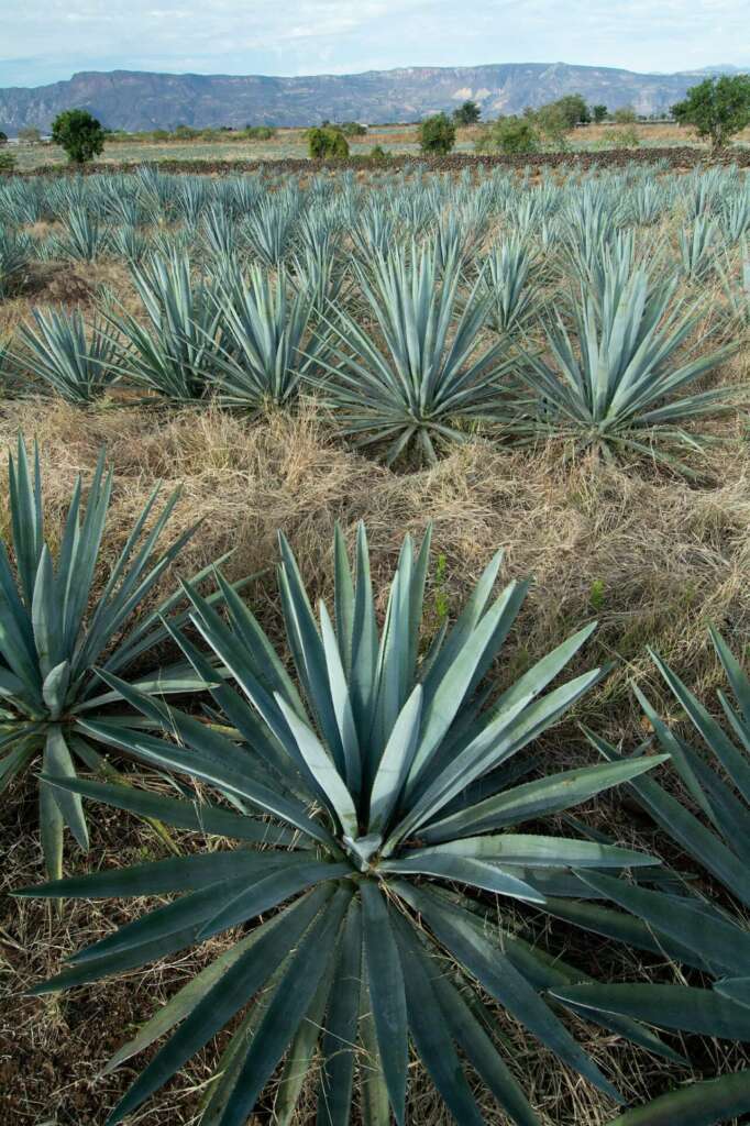 Plantas de agave azul en Jalisco (México).