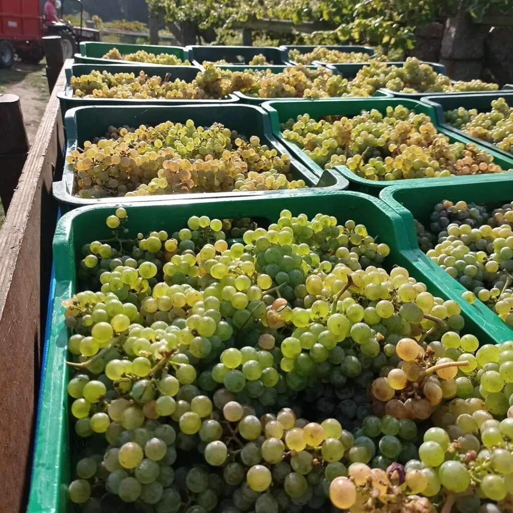 Uvas albariño