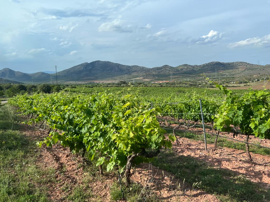 Viñedos de Bodegas Raíces.