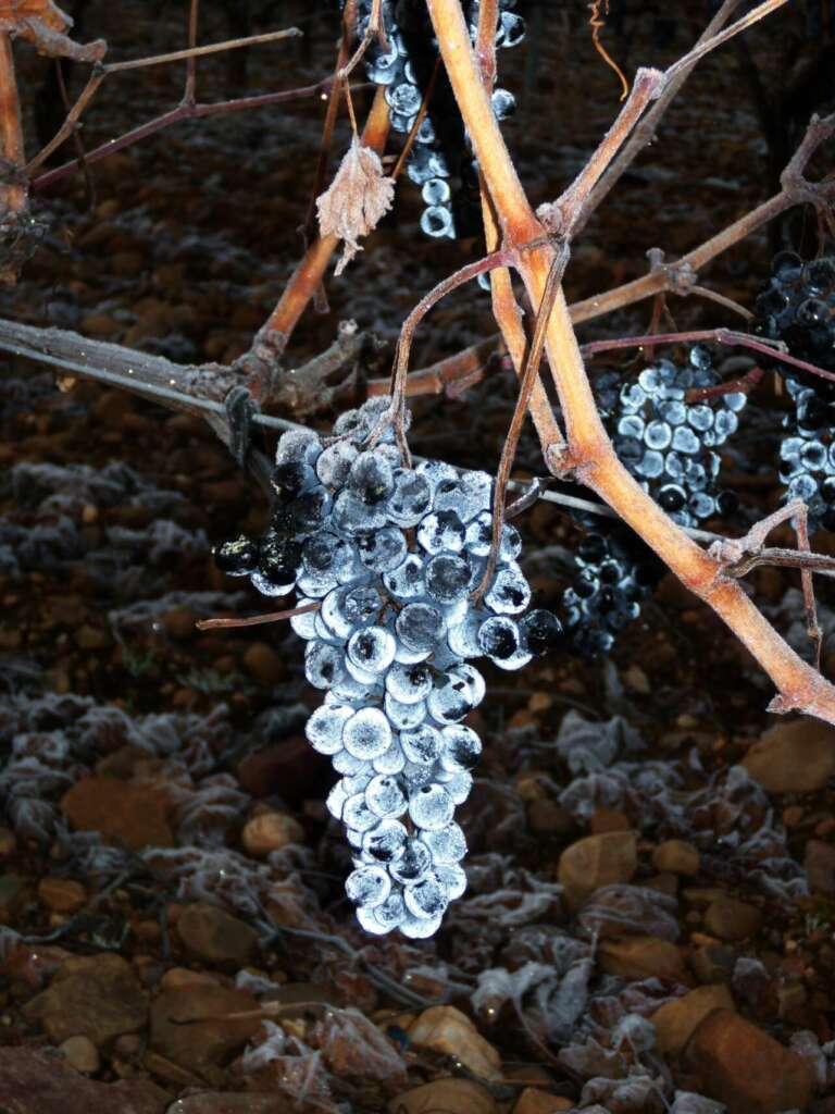 Uvas congeladas en la viña