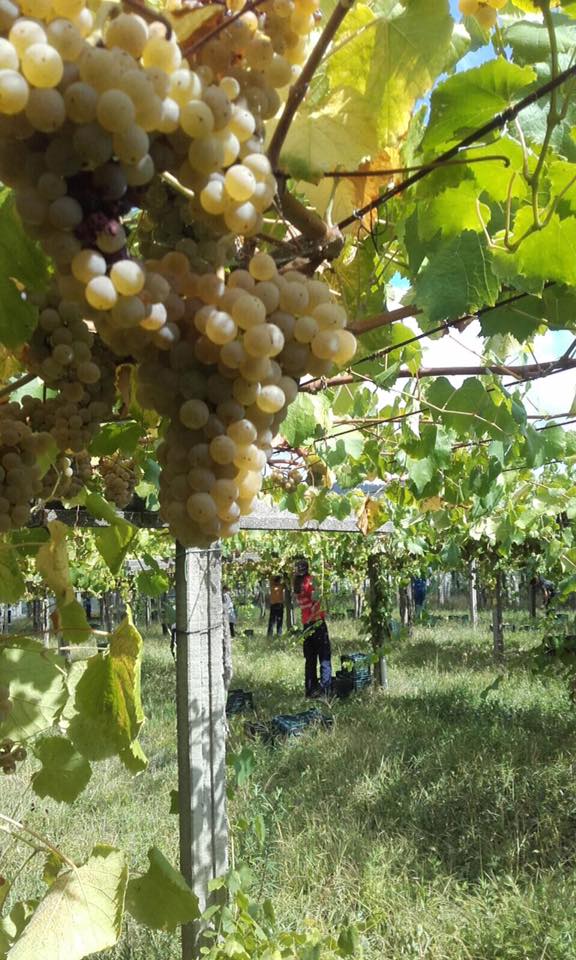 Uvas albariño gallegas