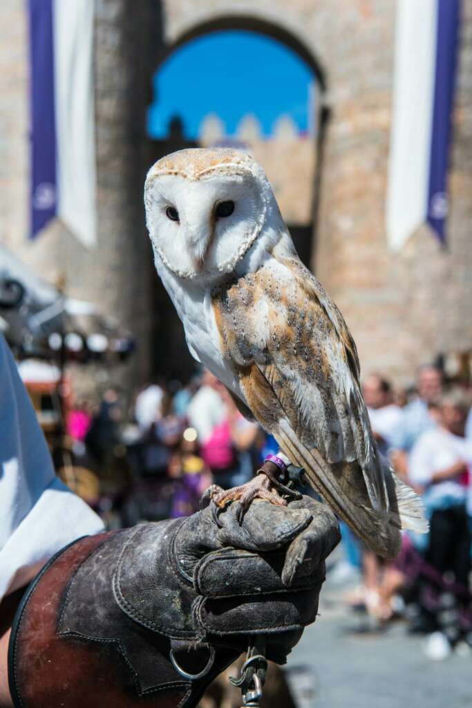 Espectáculo de centrería en Ávila