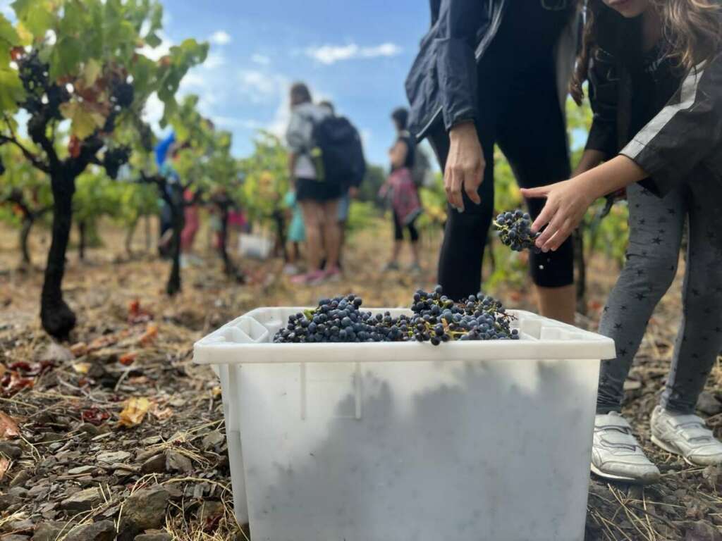 Vendimia en Empordàlia.