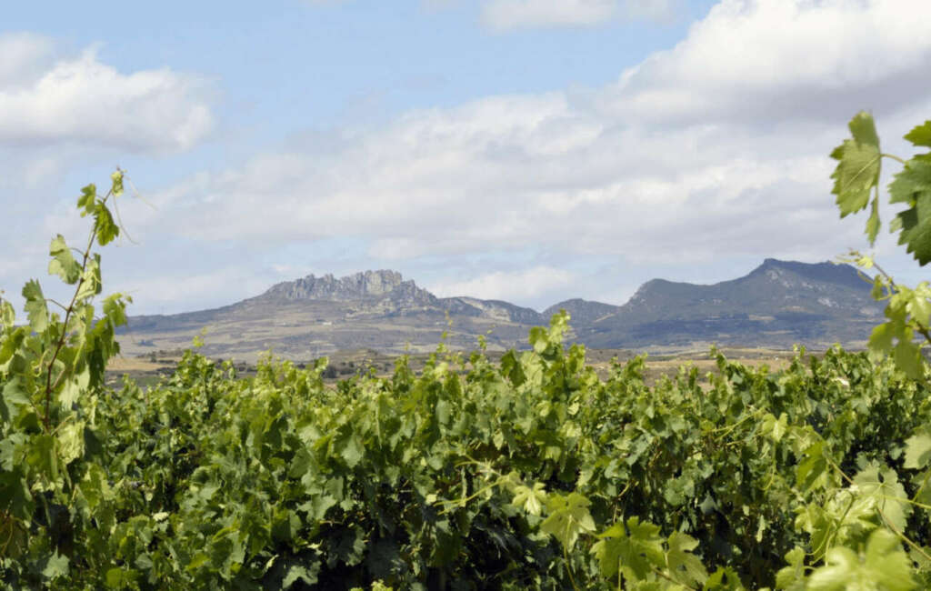 Bodega Puente del Ea