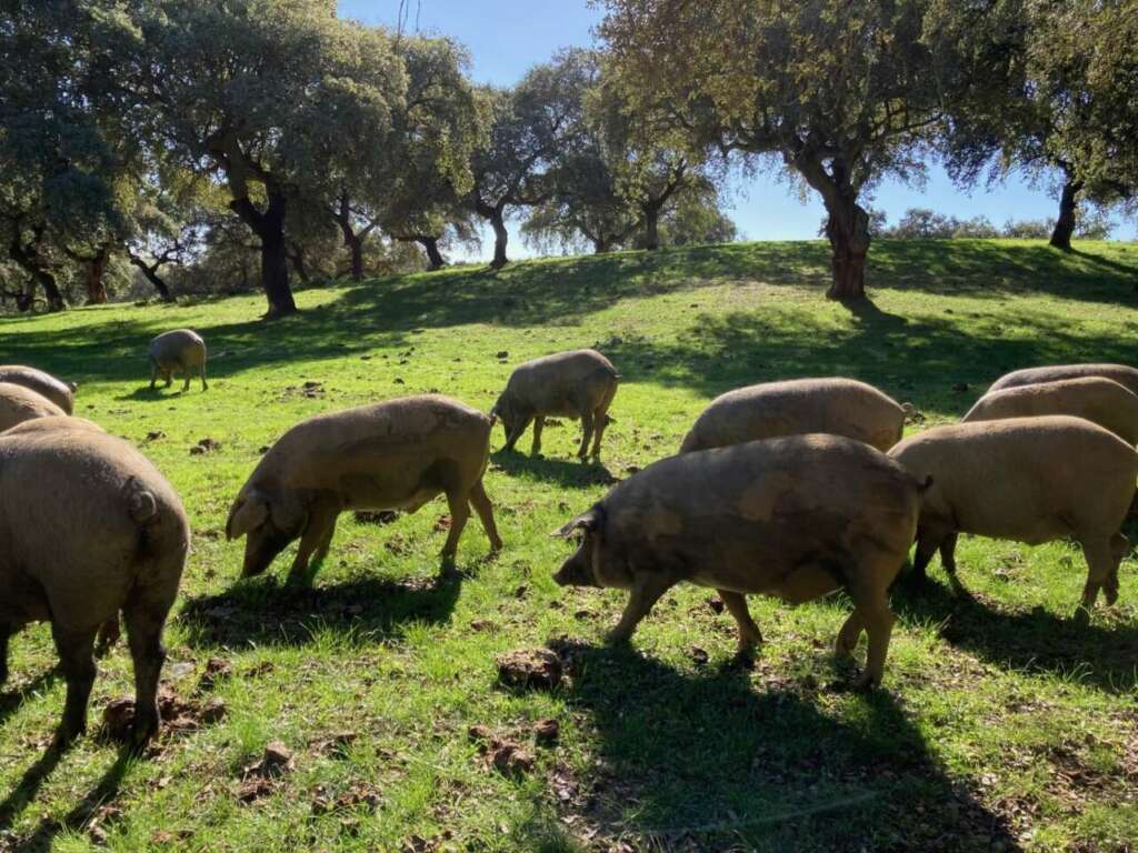 Encina Don Alberto Huelva. 