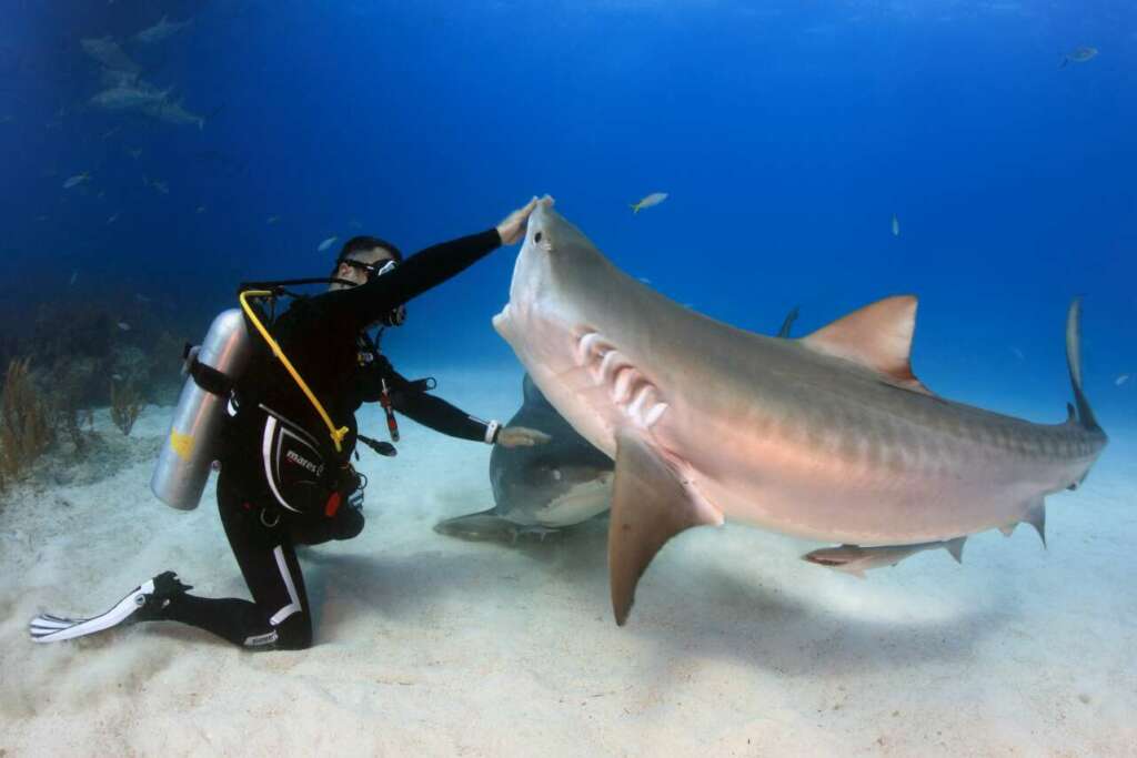 Buceo extremo con tiburones