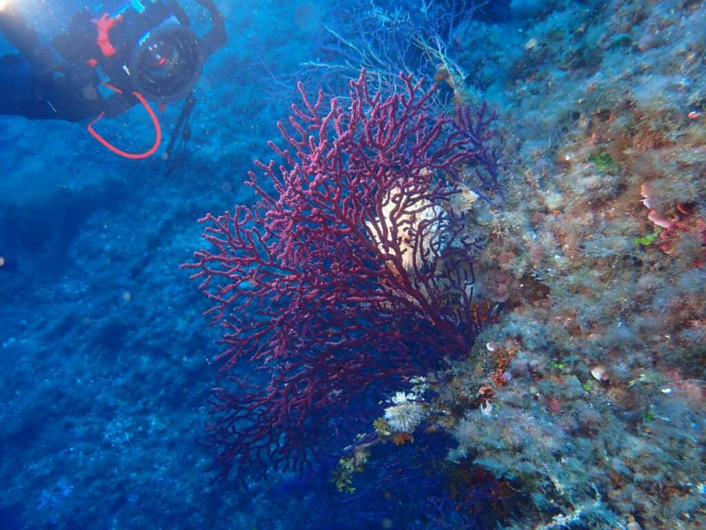Corales en España