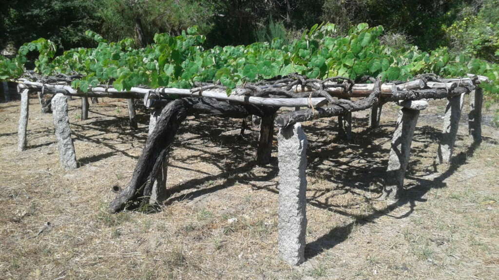 Viñas de Entrevideiras