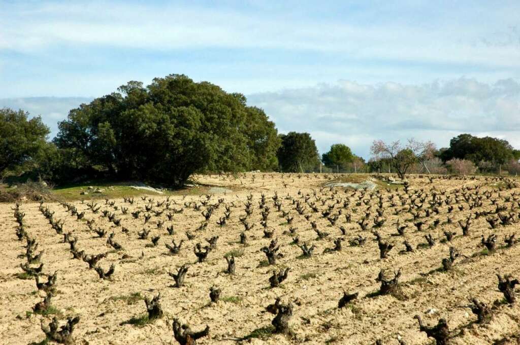 Viñas en la Sierra de Gredos