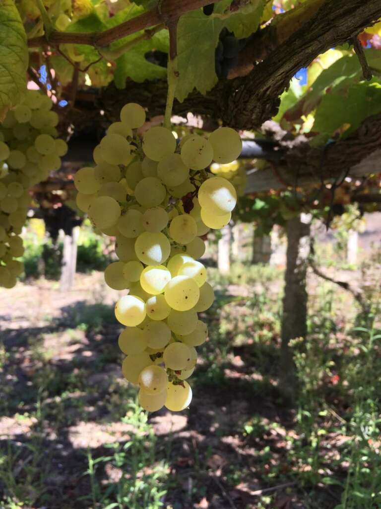 Uvas Entrevideiras