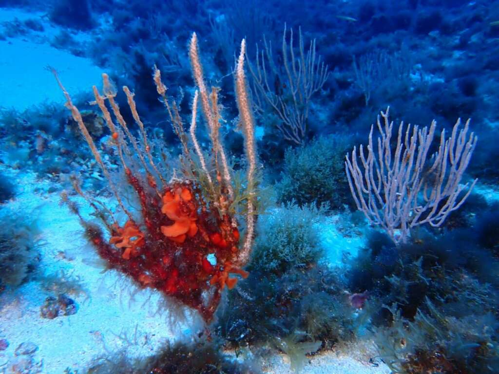 Corales