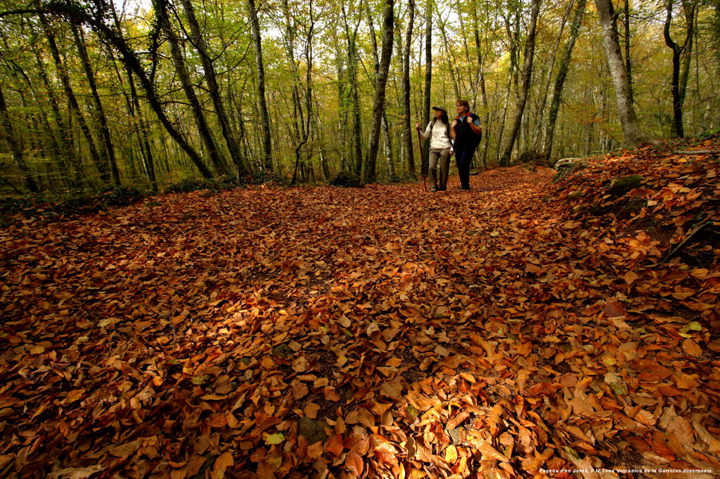 Fageda d'en Jordà, Girona