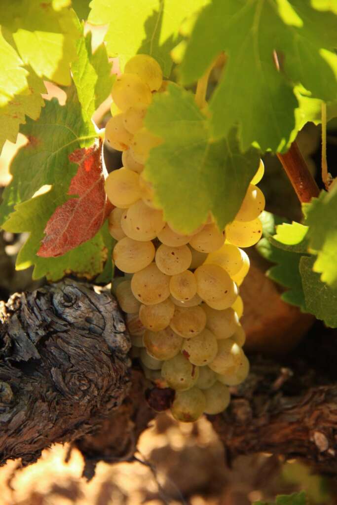 Uvas malvasía.