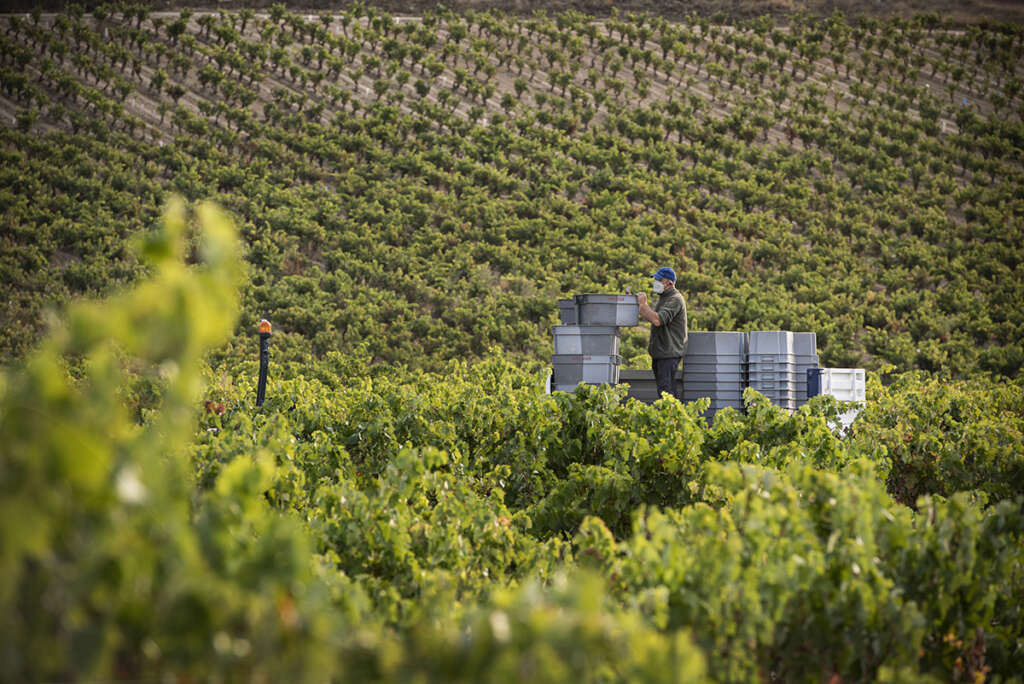 Viñedo Rioja